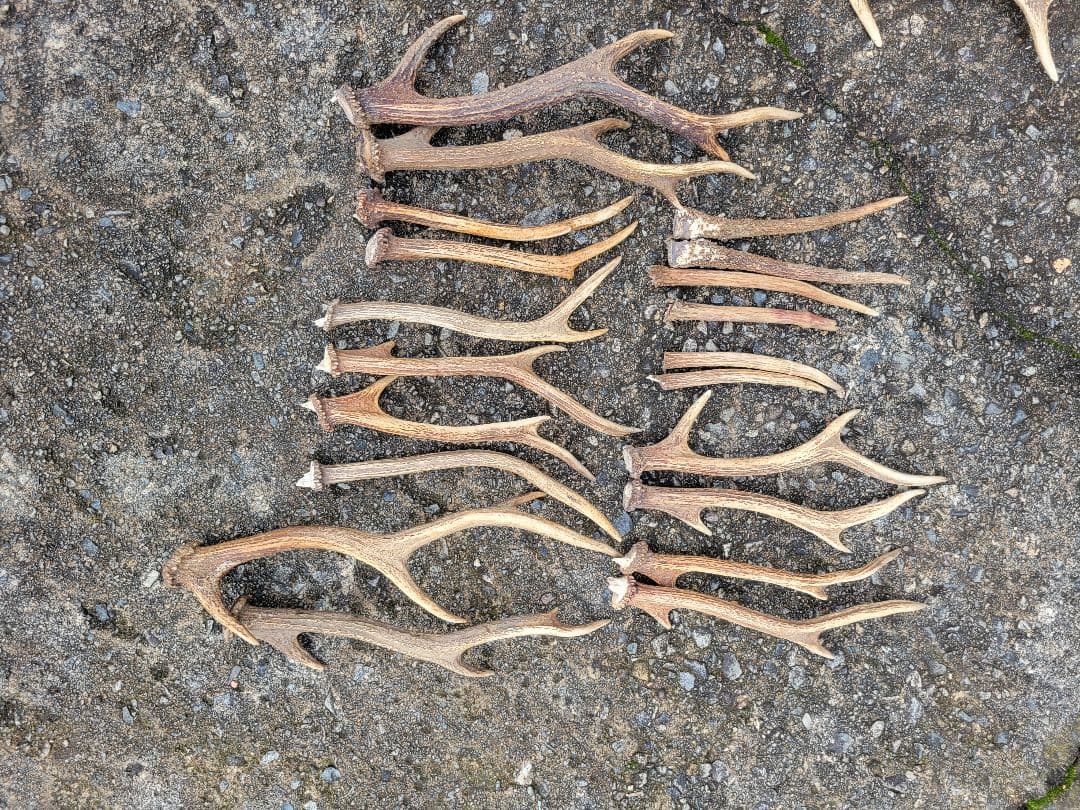 ★兵庫県北部産★鹿角 70本まとめ売り★