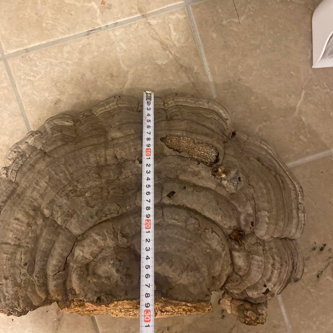 北海道　日高産　サンサルノコシカケ　約50センチ