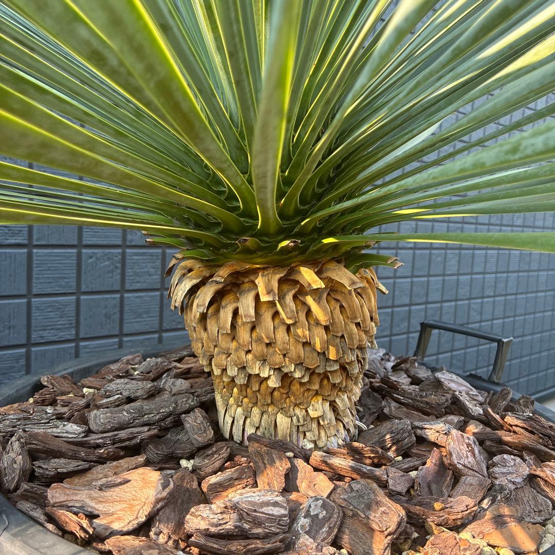 ユッカロストラータ