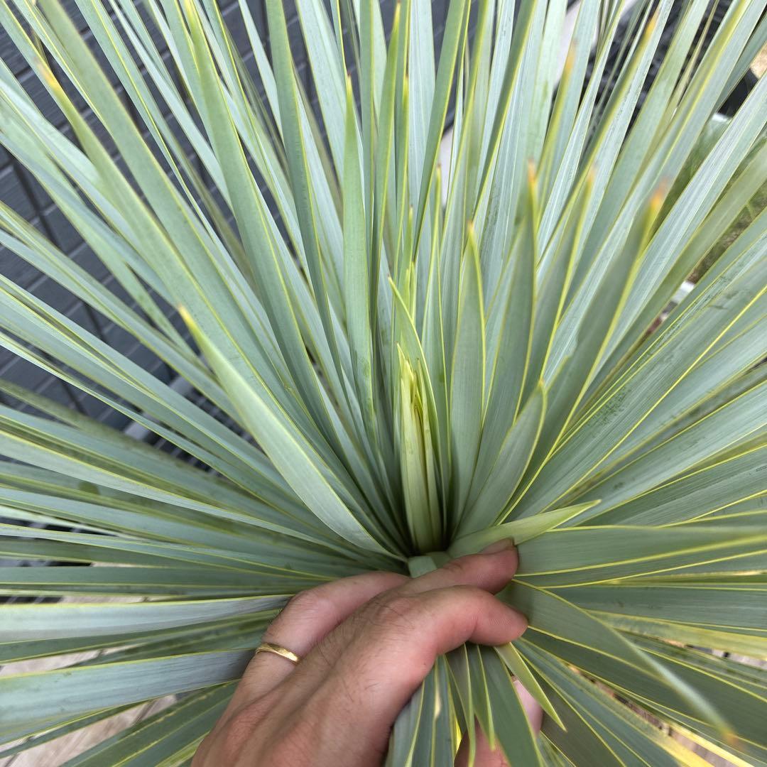 ユッカロストラータ