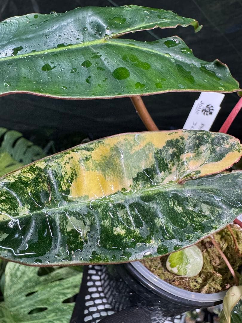 3フィロデンドロン　ビレッティア　斑入り