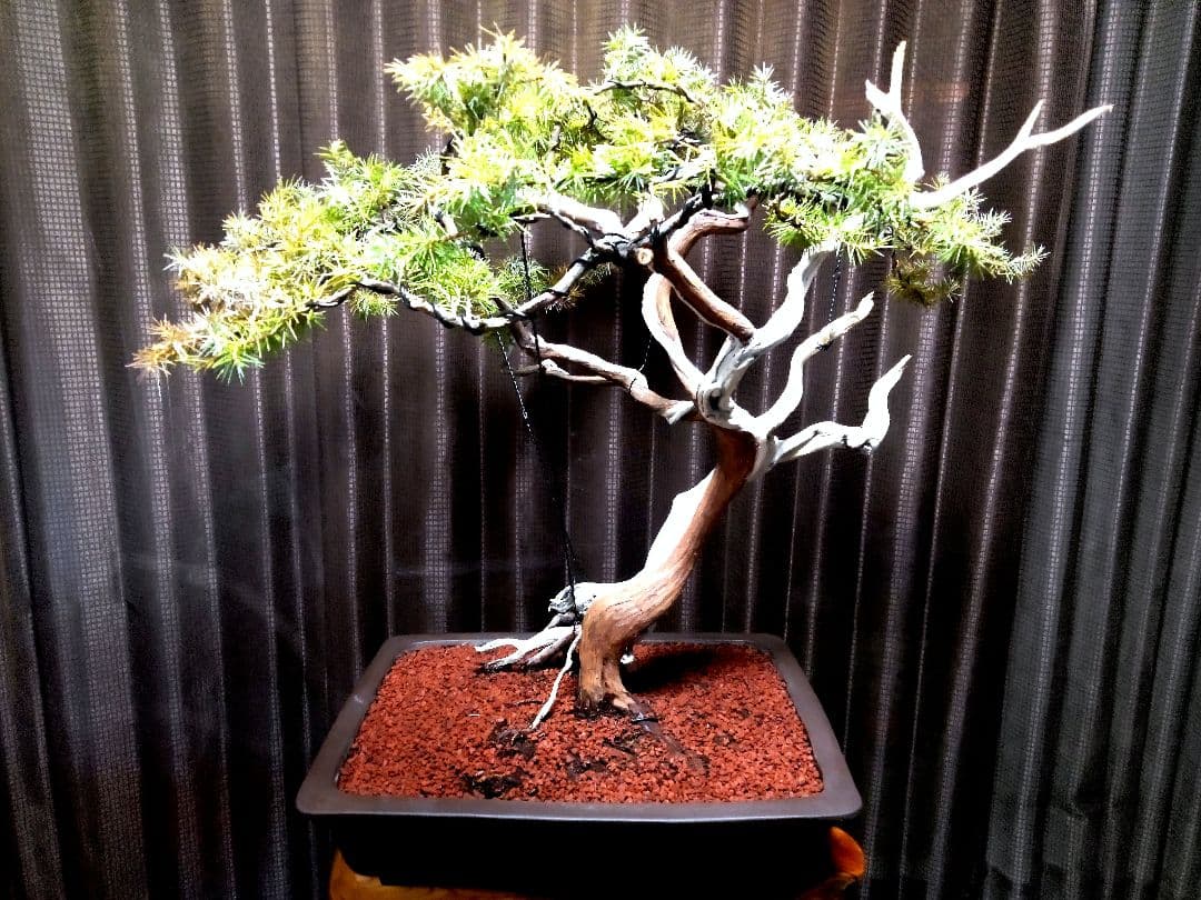 【大品　杜松盆栽】真柏　　　 ⭕山木樹齢200年超希少❗