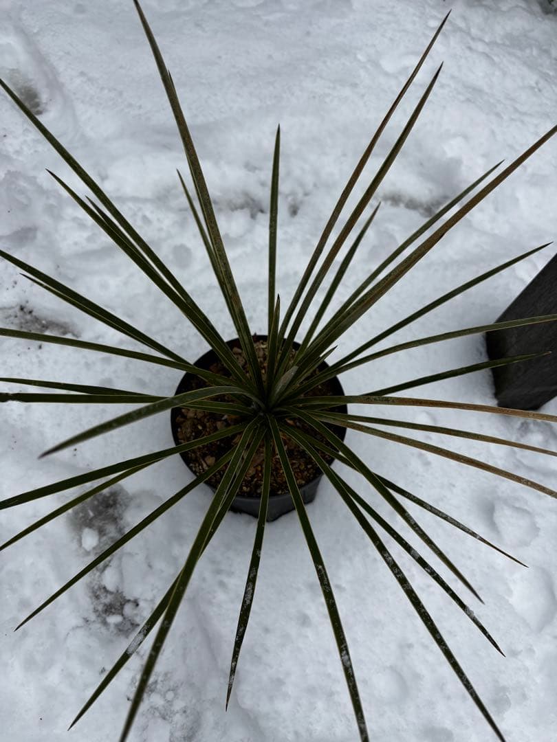 ユッカ　ケレタロエンシス　ワイドリーフ