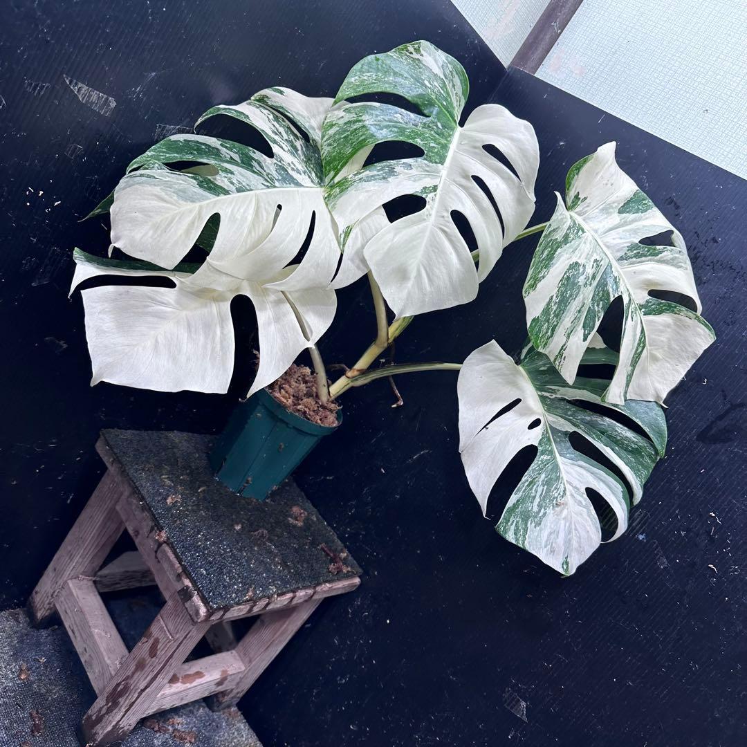 あ*こ様 斑入りモンステラ ホワイトタイガー極美大株62cm白斑多