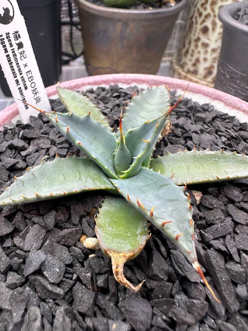 アガベ　ハイブリッド　楊貴妃×エボ妖炎