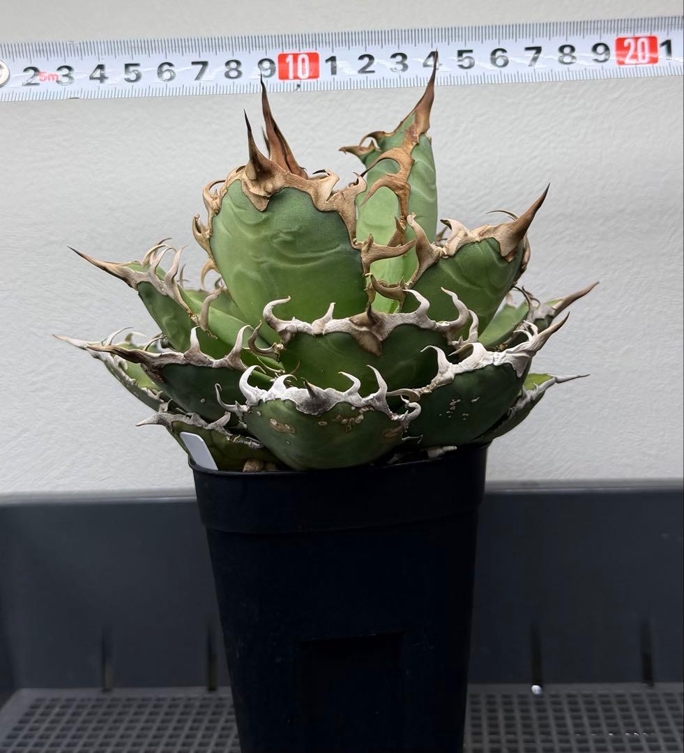 アガベ　シーザー　子株付き　特選株　チタノタ　鉢ごと　メルカリ便