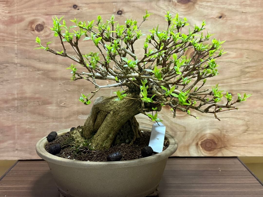 【盆栽】 ✨️超極太✨️ ニオイカエデ 匂い楓 石抱き