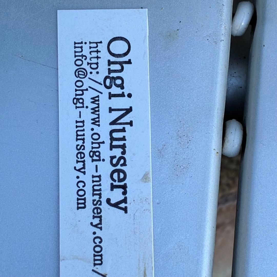 も*読様 3501☘️蕾花タグ付☘️糸ピコSD⭐️イエローフジタ⭐️小輪⭐️オー