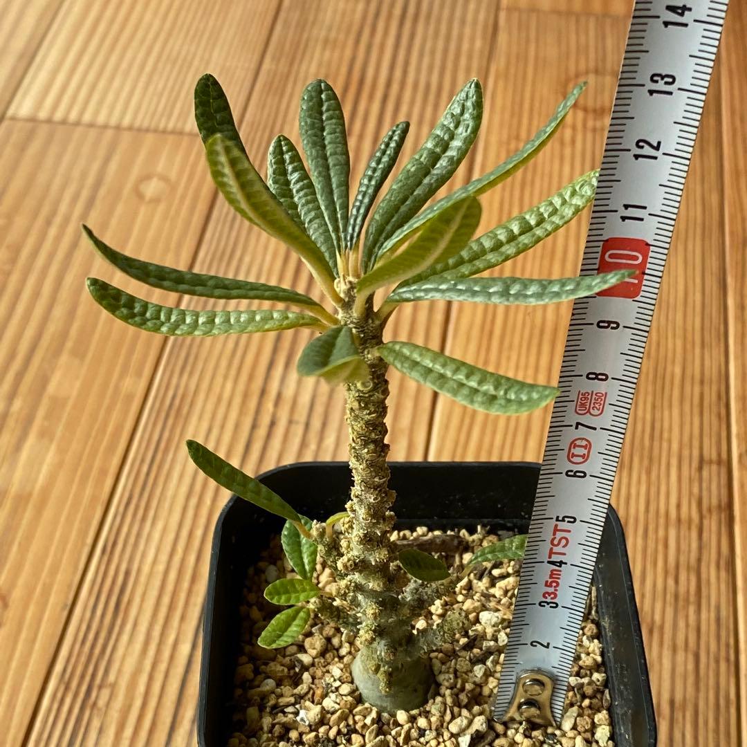 ブラータ CACTUS GREEN購入品