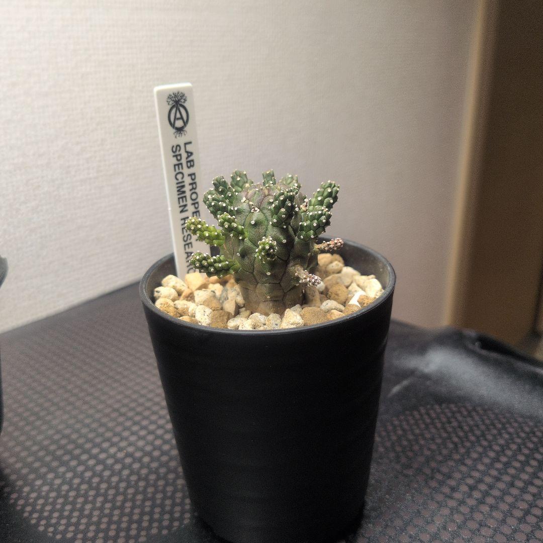 【レア】ユーフォルビア ガムケンシス 塊根植物 コーデックス ボタニカル