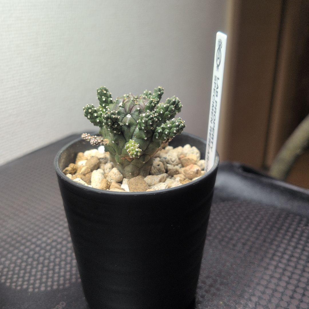 【レア】ユーフォルビア ガムケンシス 塊根植物 コーデックス ボタニカル