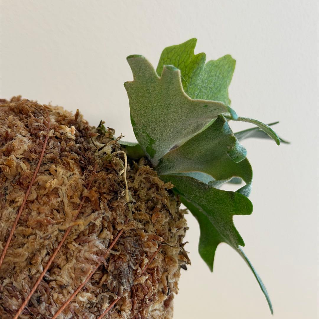 板付　ビカクシダ P. Willinckii Golden Boy