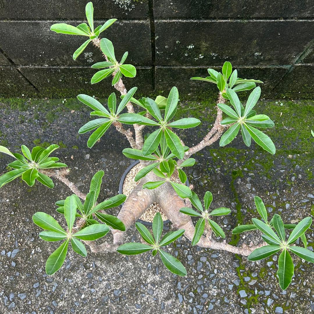 パキポディウム マカイエンセ 現地球 特大株 塊根植物 ビザールプランツ