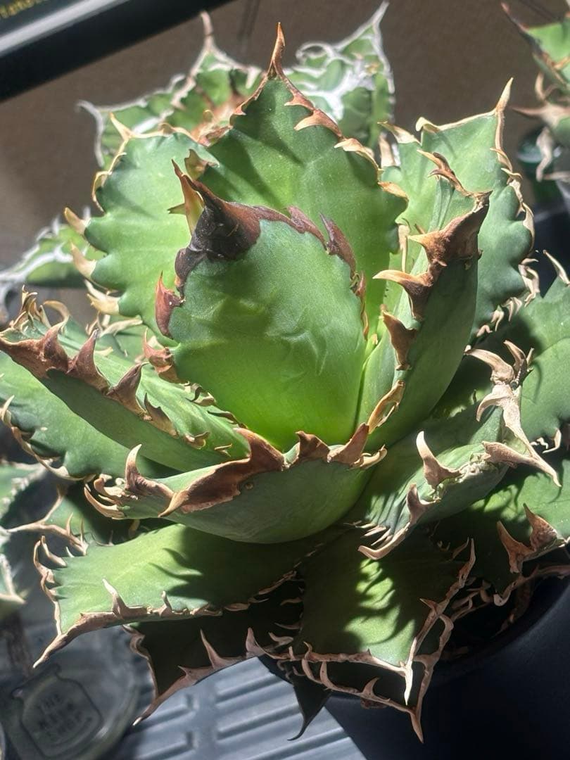 限定品！アガベチタノタレッドヴェノム（極上株）超S級激レアsuperイラン大株！