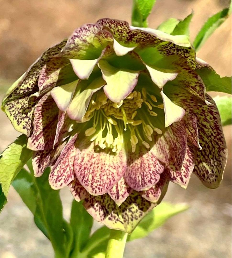 の*ん様 ☘️唯一無二☘️開花株❤️根充実❤️沢山新芽葉ワサワサ元気株❤️321