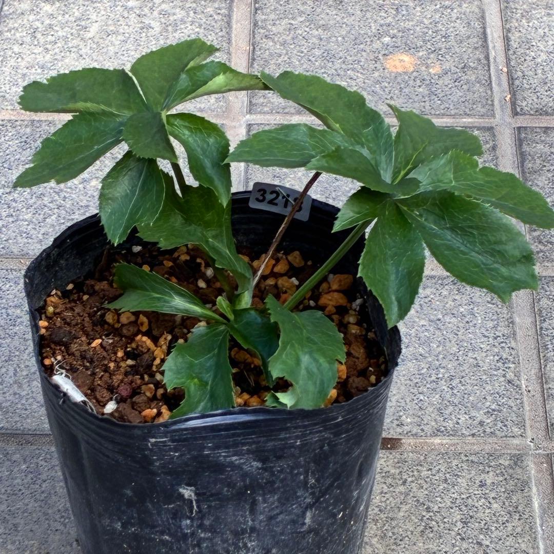 の*ん様 ☘️唯一無二☘️開花株❤️根充実❤️沢山新芽葉ワサワサ元気株❤️321