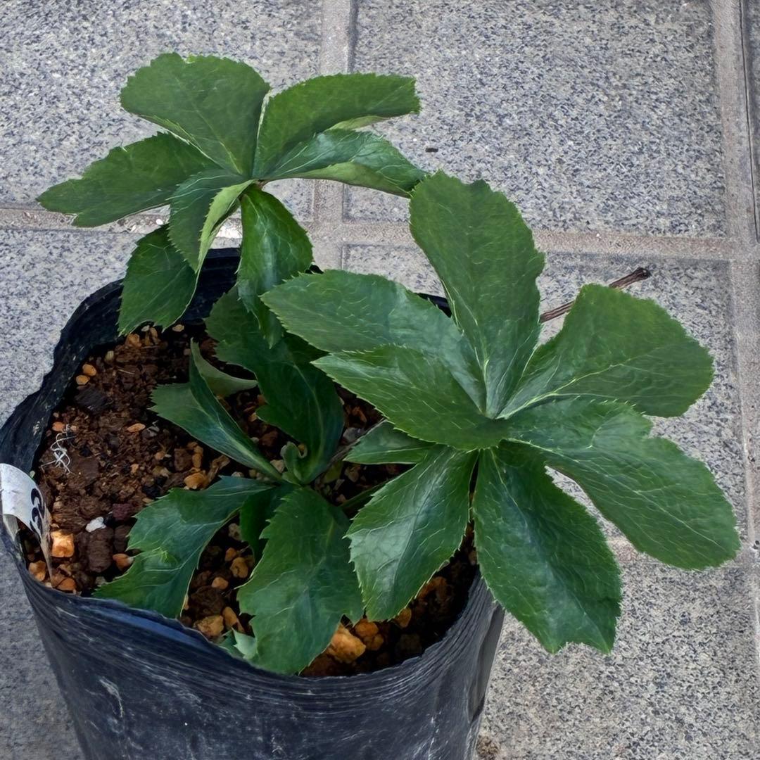 の*ん様 ☘️唯一無二☘️開花株❤️根充実❤️沢山新芽葉ワサワサ元気株❤️321