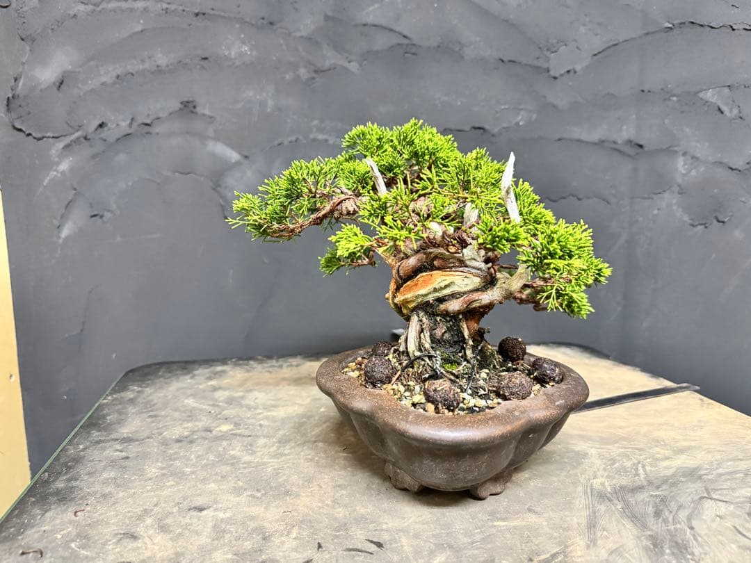 造園職人が作る盆栽　糸魚川真柏　小品