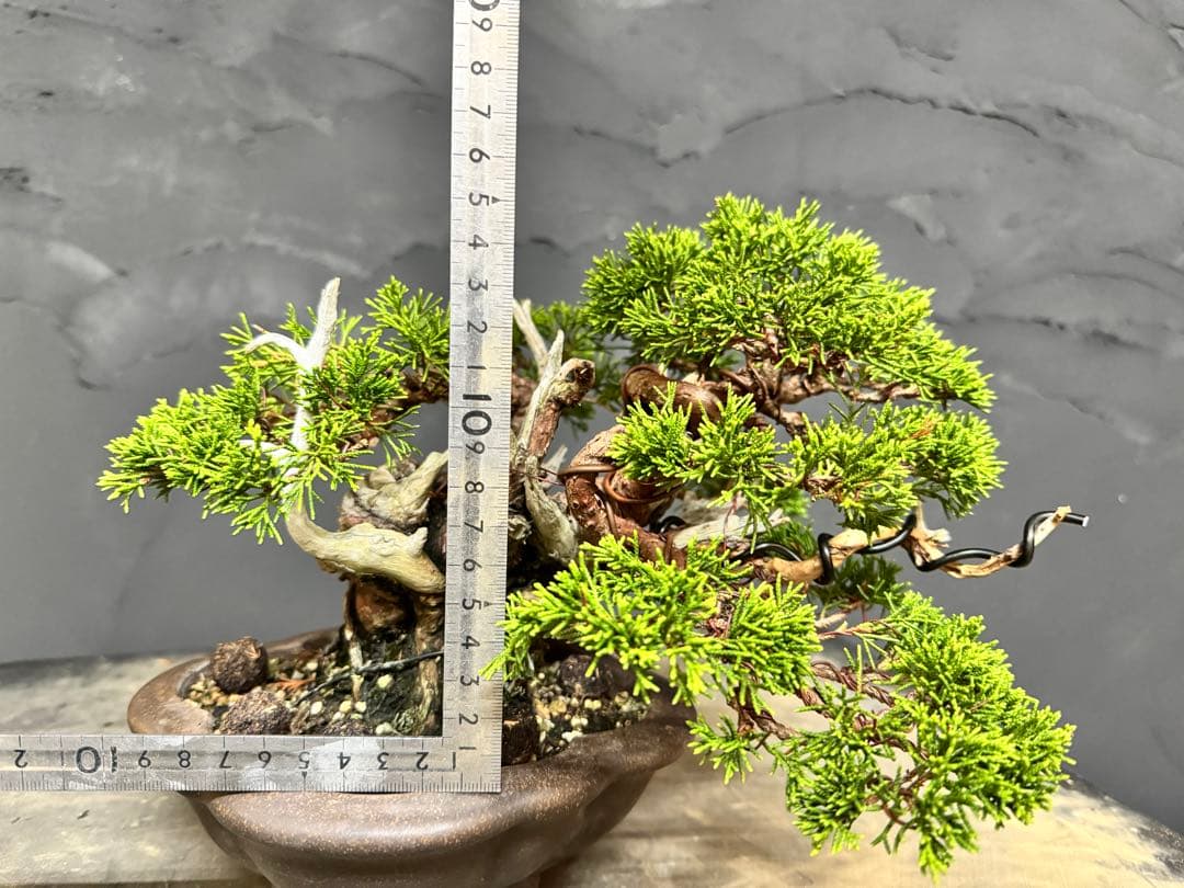 造園職人が作る盆栽　糸魚川真柏　小品