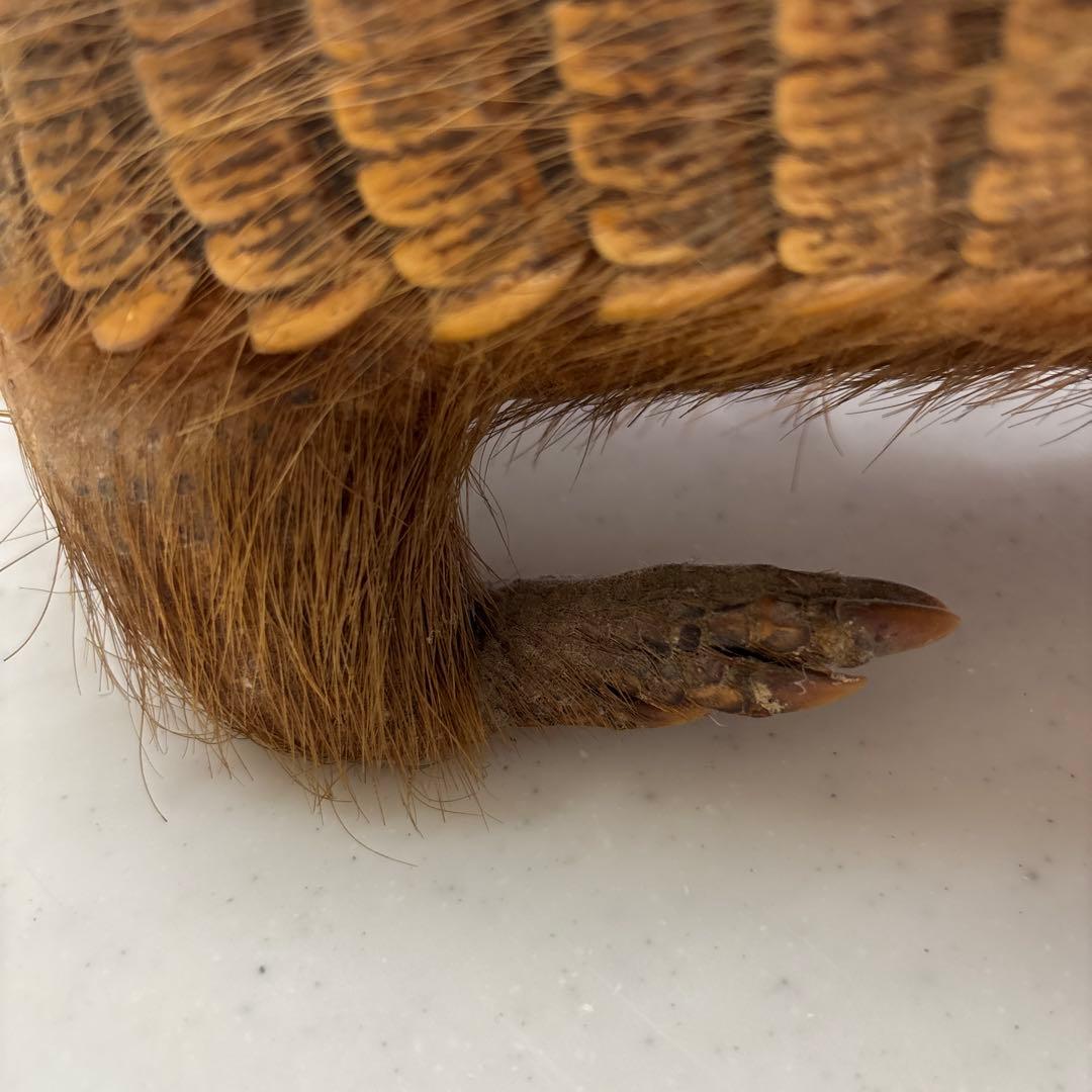 アルマジロ剥製