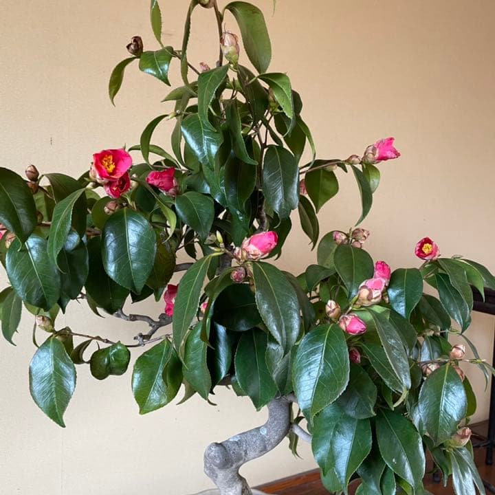 山椿（やまつばき）