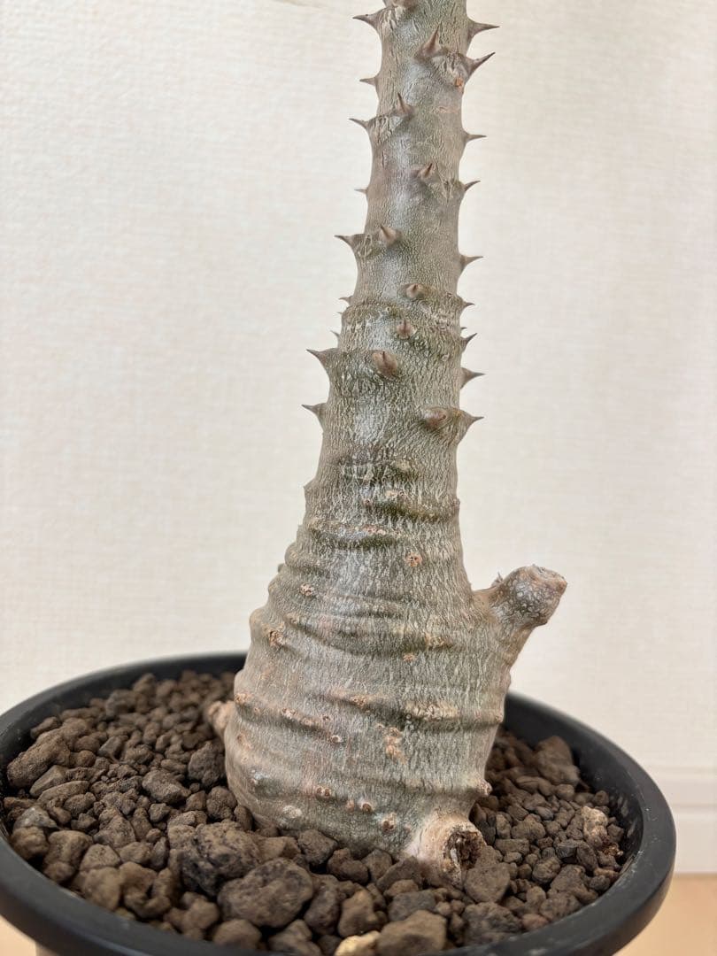 国内実生開花株　パキポディウム　ウィンゾリー