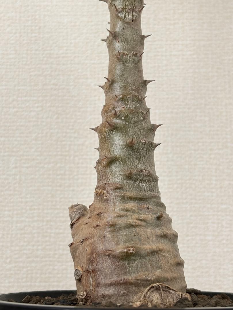 国内実生開花株　パキポディウム　ウィンゾリー