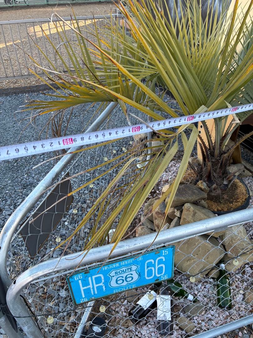 鉢付きココスヤシ　引き取り限定　　幹太