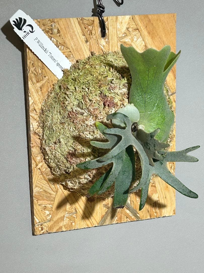 ビカクシダ Yellow moon dwarf Totoro sporeling[M-62]