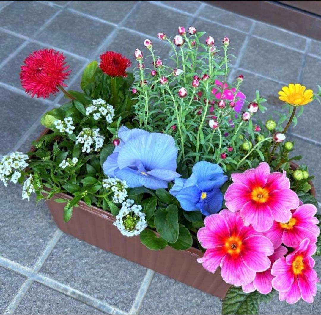 8345☆長く楽しむ☆同鉢で３鉢セット☆お得です❣️