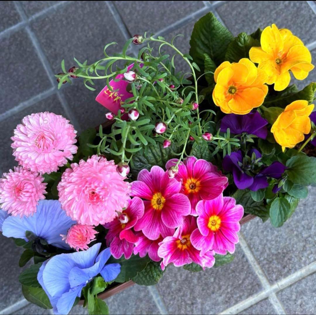 8345☆長く楽しむ☆同鉢で３鉢セット☆お得です❣️