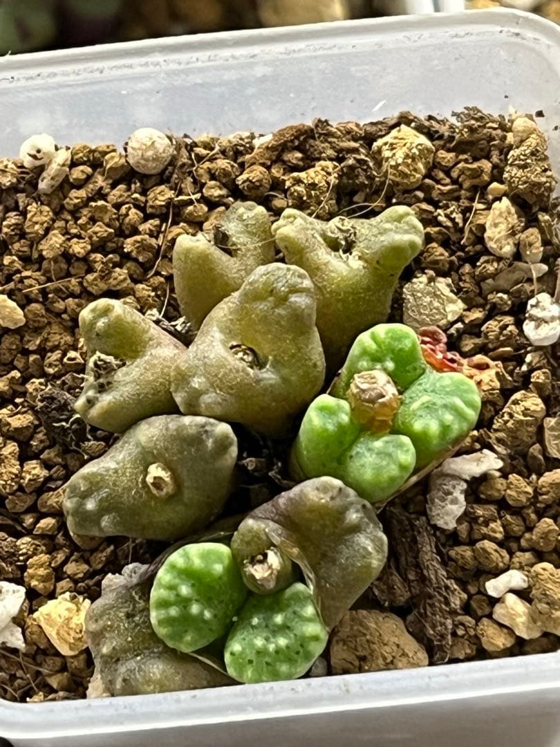 コノフィツム　ヤンギー　ポットごと