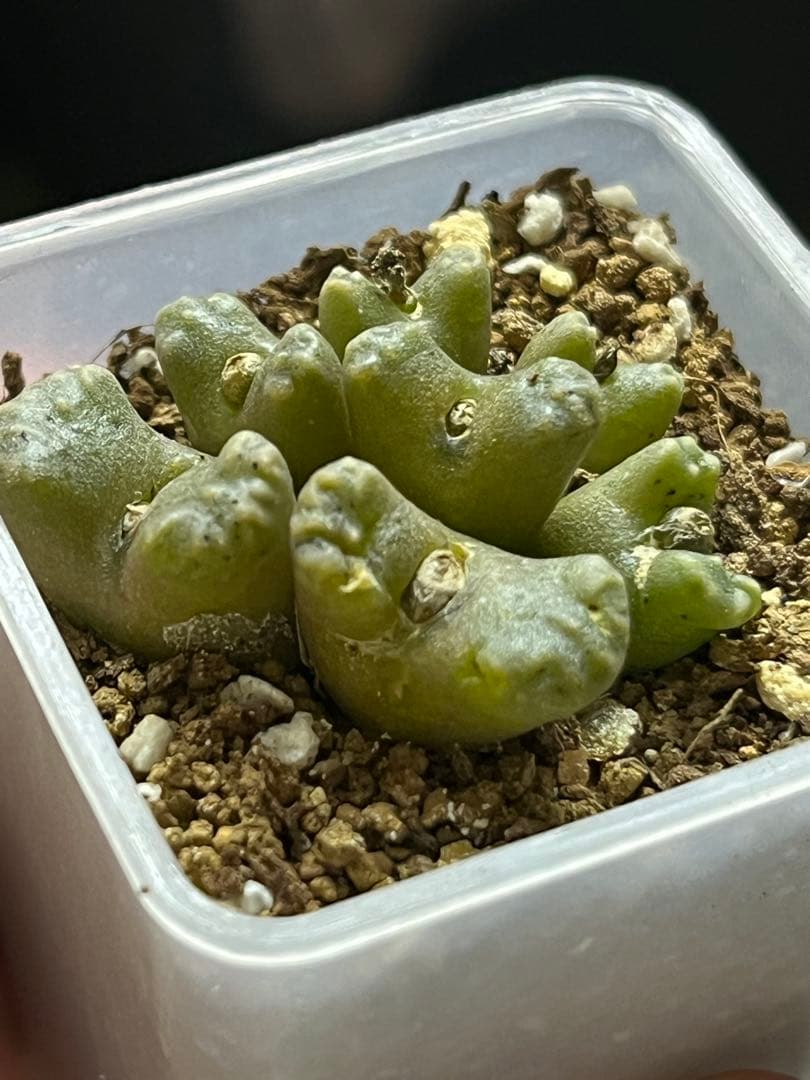 コノフィツム　ヤンギー　ポットごと