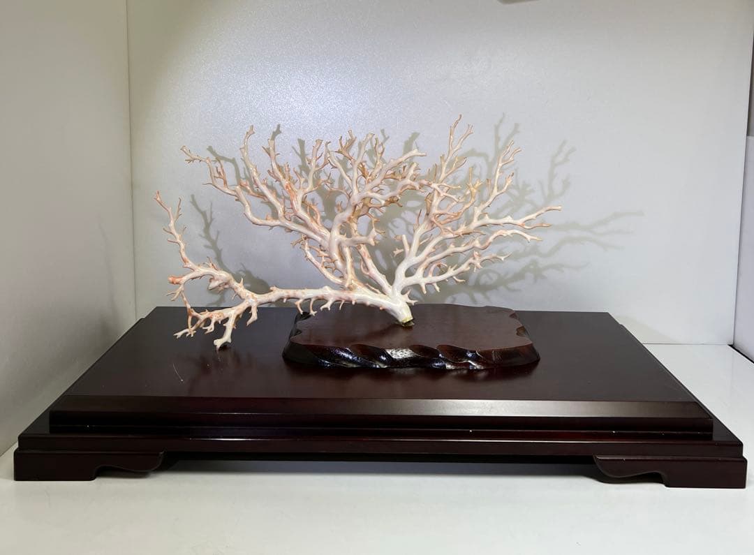 本桃色特大珊瑚　ケース付　東Y8-0129①トコニ