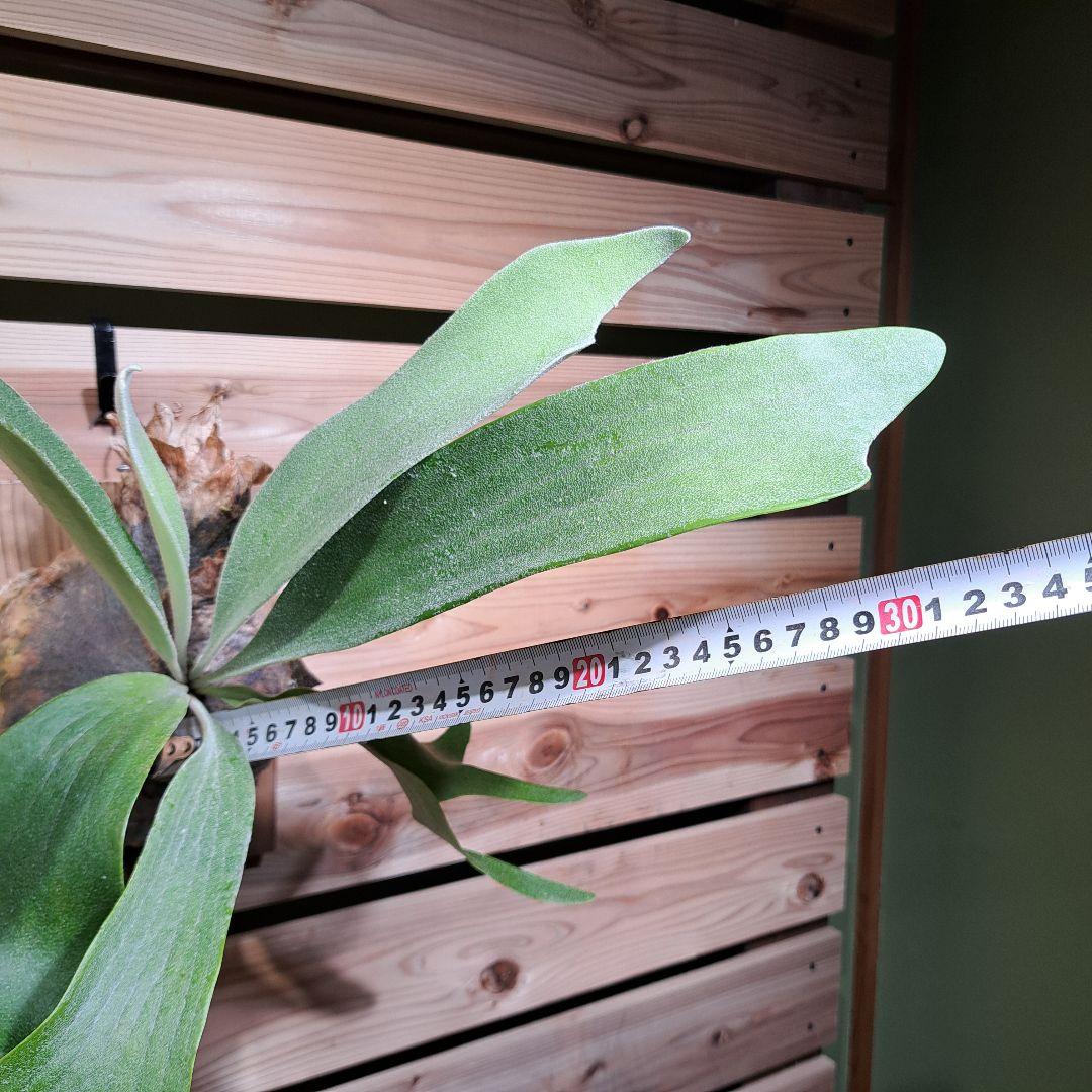 P. PS-1【ビカクシダ　PS-1】