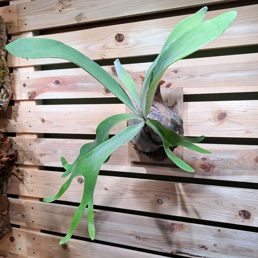 P. PS-1【ビカクシダ　PS-1】