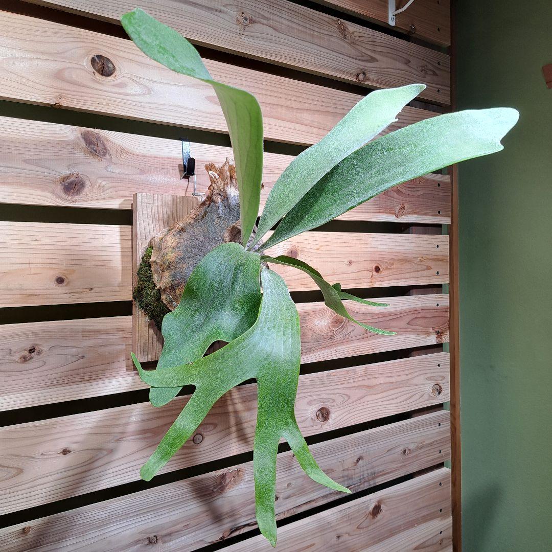 P. PS-1【ビカクシダ　PS-1】