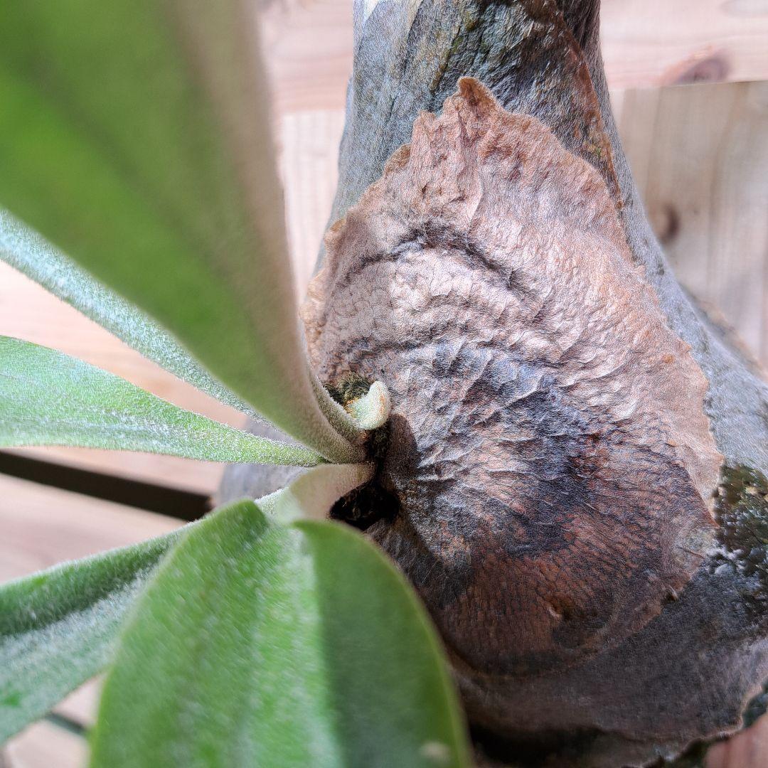 P. PS-1【ビカクシダ　PS-1】