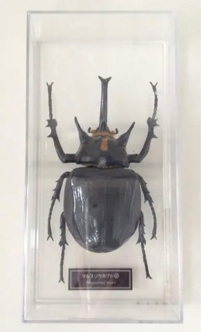 マルスゾウカブト カブトムシ 標本 全長約11.5cm 甲虫 昆虫 ビートル