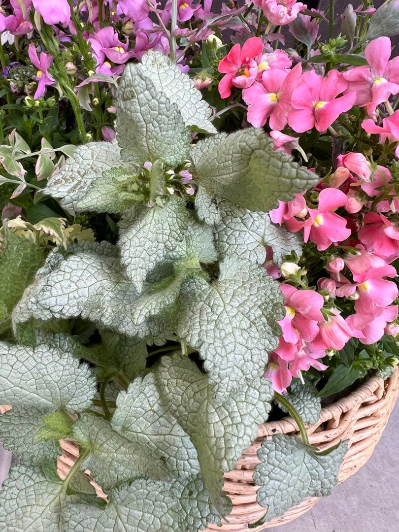 母の日にも♪ 寄せ植え　花■大人可愛いバスケット