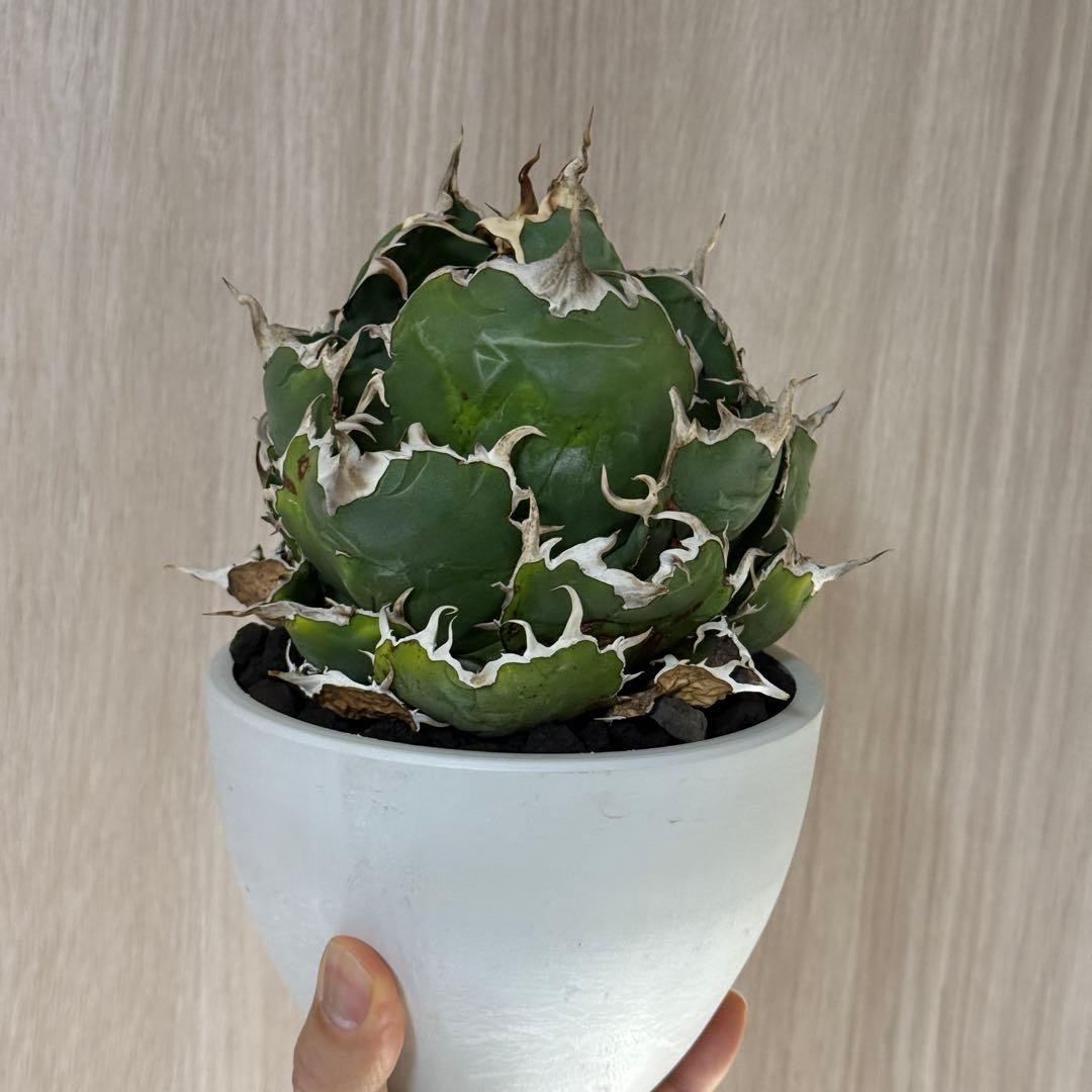 アガべ　白鯨　大株　ボール型完成形