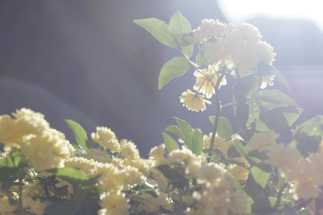 極美フレア_作例有✨ PENTAX スーパータクマー 55mm f1.8 前期型