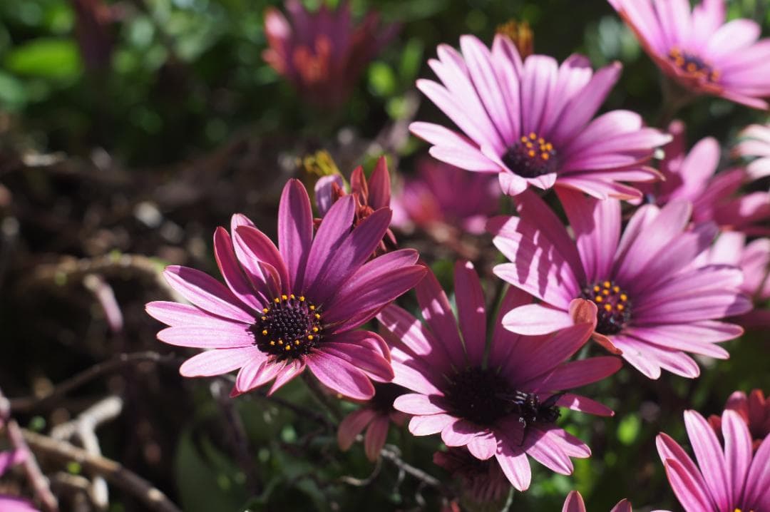 極美フレア_作例有✨ PENTAX スーパータクマー 55mm f1.8 前期型