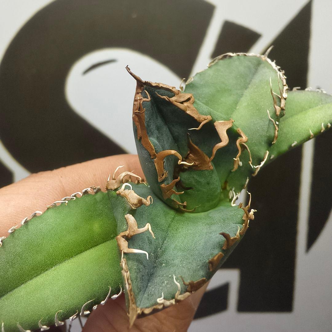 731【上澳園芸】 アガベ チタノタ 悪魔くん メデューサ 良質子株