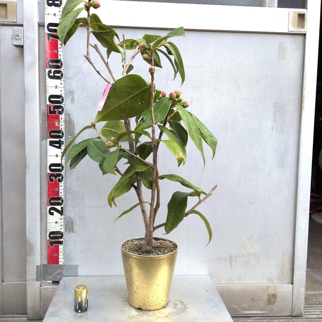 12800⤵️❇7～8年物！ベトナム椿・ハイドゥン・2/10現在、蕾17個確認