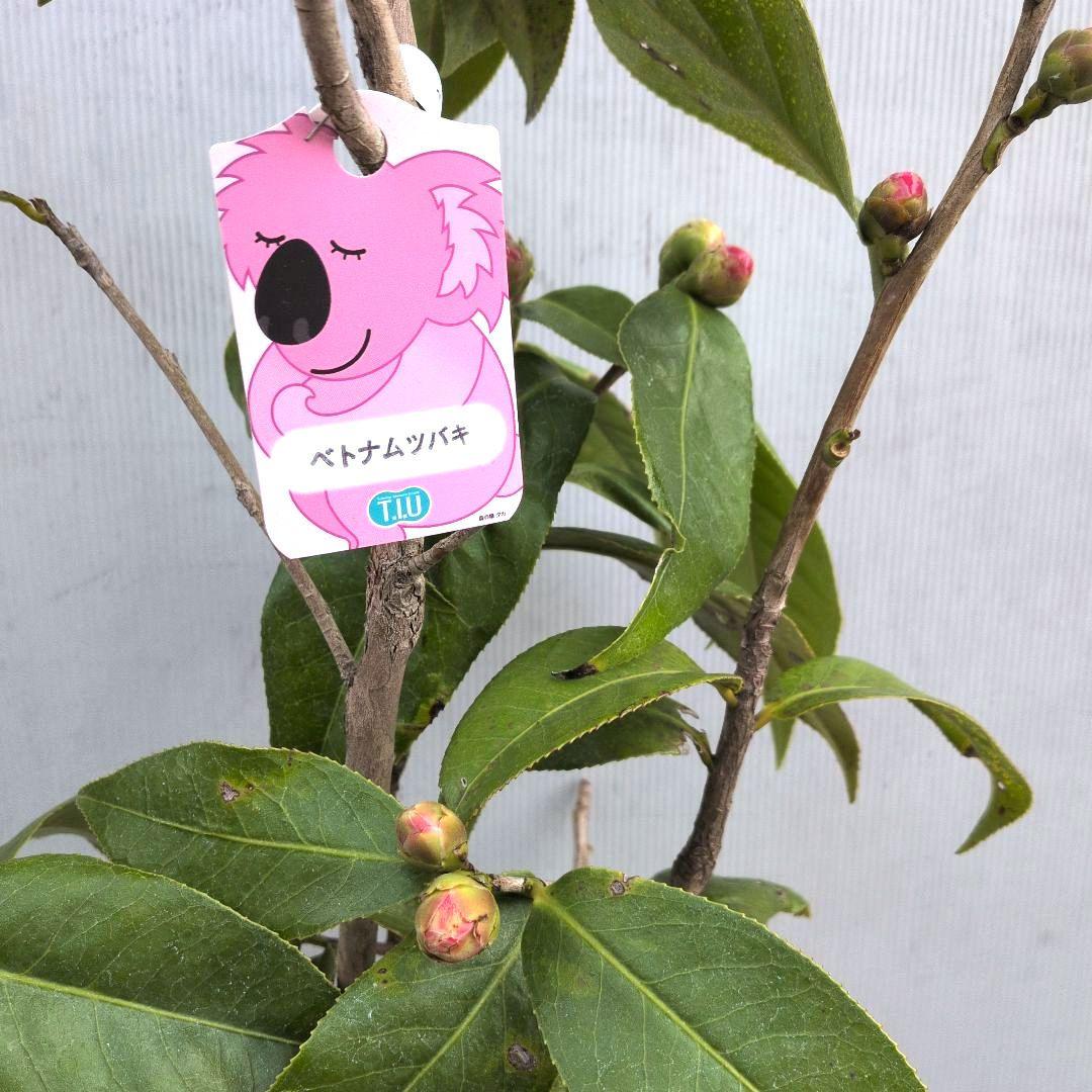 12800⤵️❇7～8年物！ベトナム椿・ハイドゥン・2/10現在、蕾17個確認