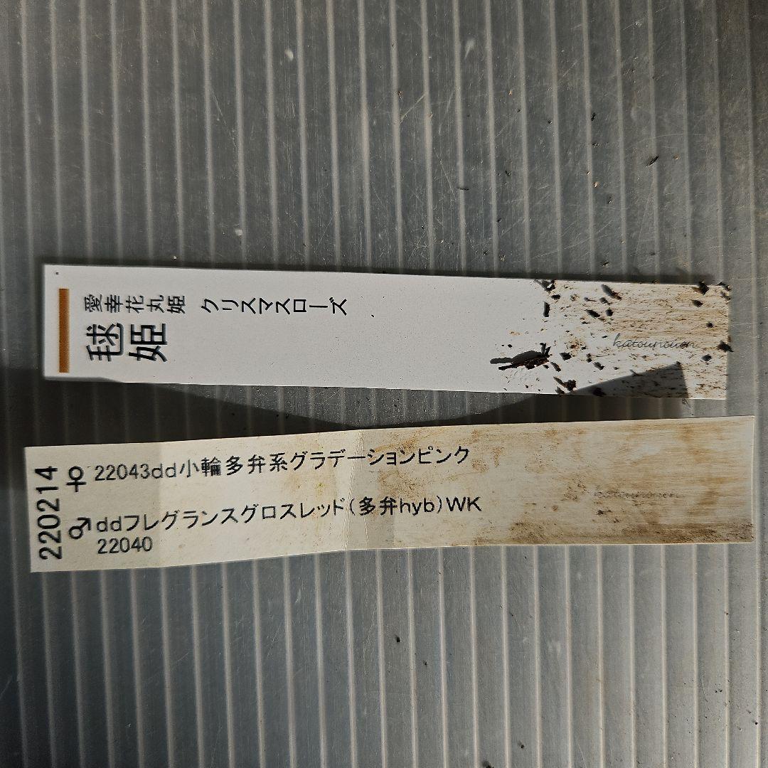 ＊ひまわり＊様ご購入苗㉖-136㉖-184クリスマスローズ