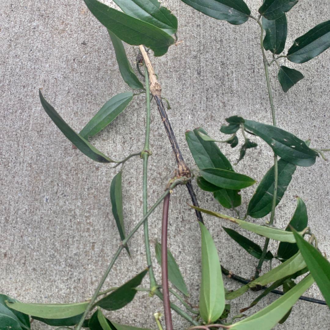 プ*４様 クレマチス　アーマンディー　アップルブロッサム　3M 5年生 大苗