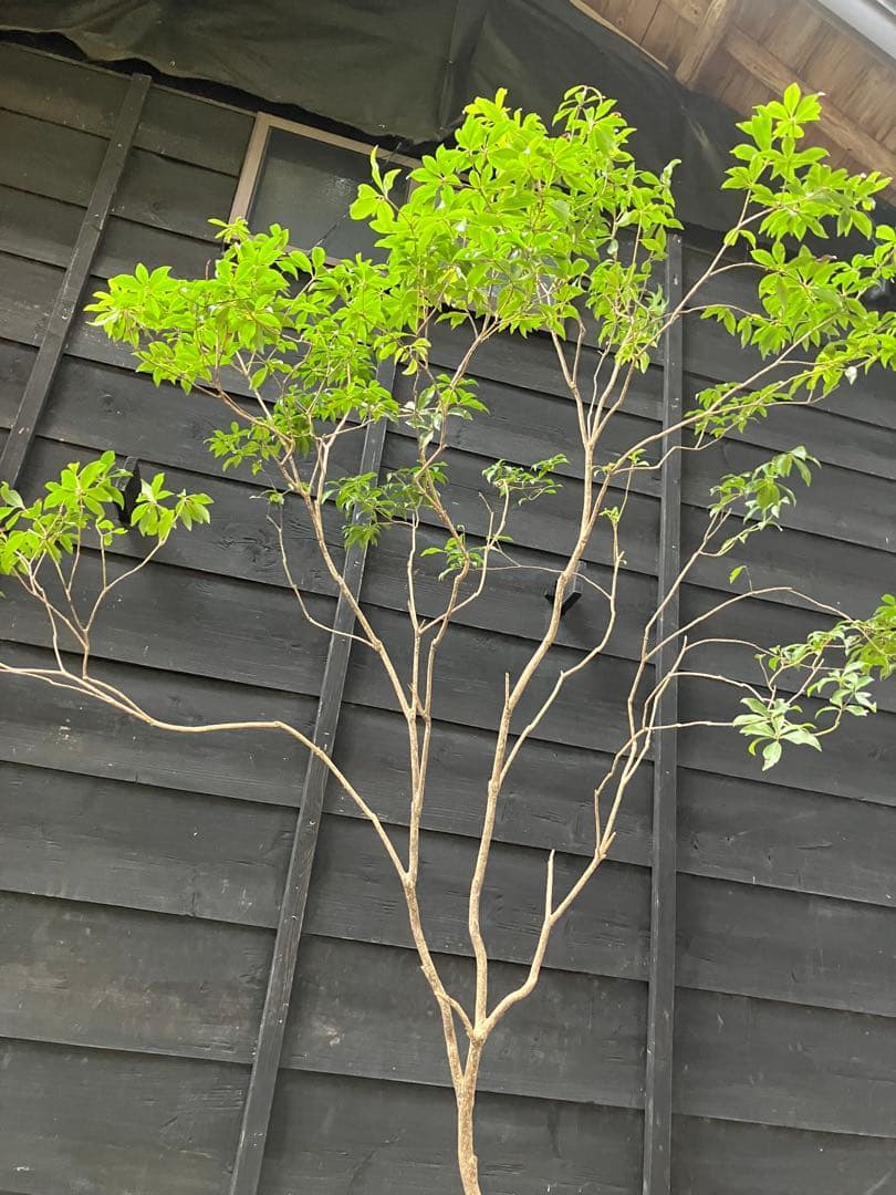 51 山採り　アセビ