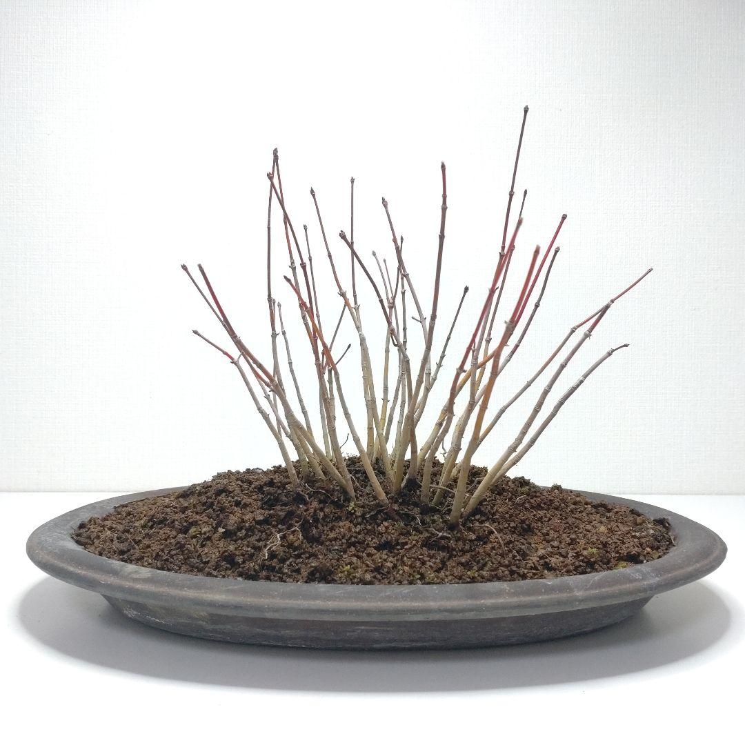 寒樹紅葉（イロハモミジ）盆栽 SG012